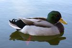 Male Mallard Duck photo D Ramey Logan.jpg