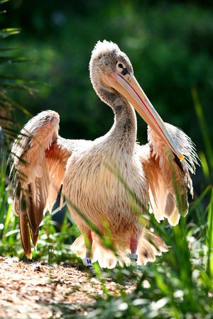 Pelecanus rufescens (75923093).jpg