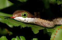 A green snake's head is prominent for a coiled snake facing the camera.