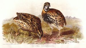 Coturnix coromandelica.jpg