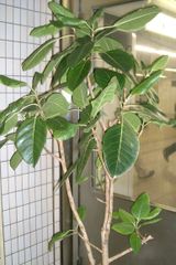 Ficus altissima.