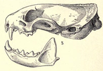 Mustelapeninsulae.png