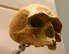Florisbad-Helmei-Homo heidelbergensis.jpg