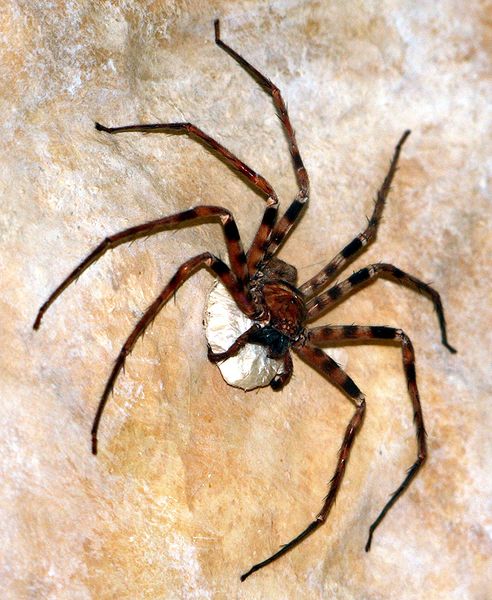 ملف:Heteropoda maxima 1.jpg