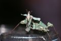Adult Idolomantis diabolica, Devil's Flower Mantis