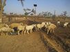 Magra Sheep Flock.JPG