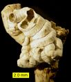 Tube of a serpulid worm attached to a branch of the coral Cladocora from the Pliocene of Cyprus.