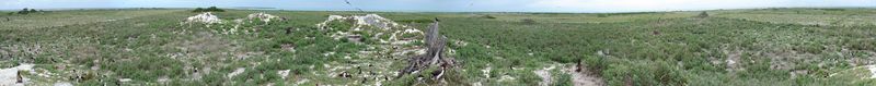 ملف:Verbesina encelioides panoramic.jpg