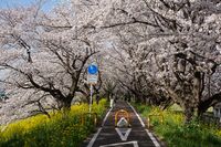 Yoshino cherry