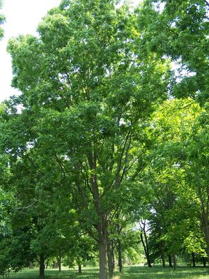 Carya illinoinensis.jpg