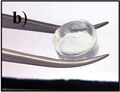 Photo of the same short-peptide-based hydrogel, held in forceps to demonstrate its stiffness and transparency.