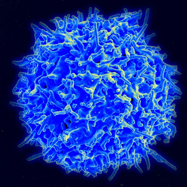 ملف:Healthy Human T Cell.jpg