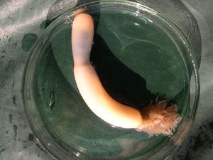 Priapulus caudatus.jpg