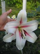 Lilium x Sea Treasure.jpg