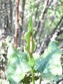 A. korolkowii
