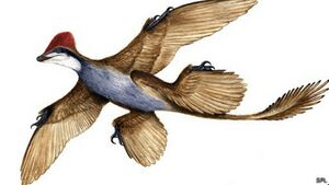Changyuraptor.jpg