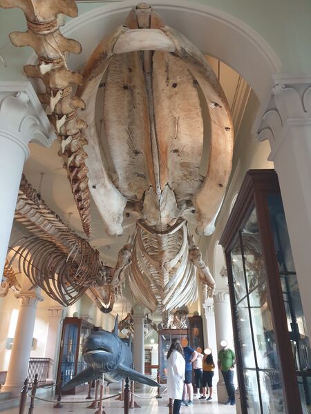 ملف:Naturhistorisk museum.jpg