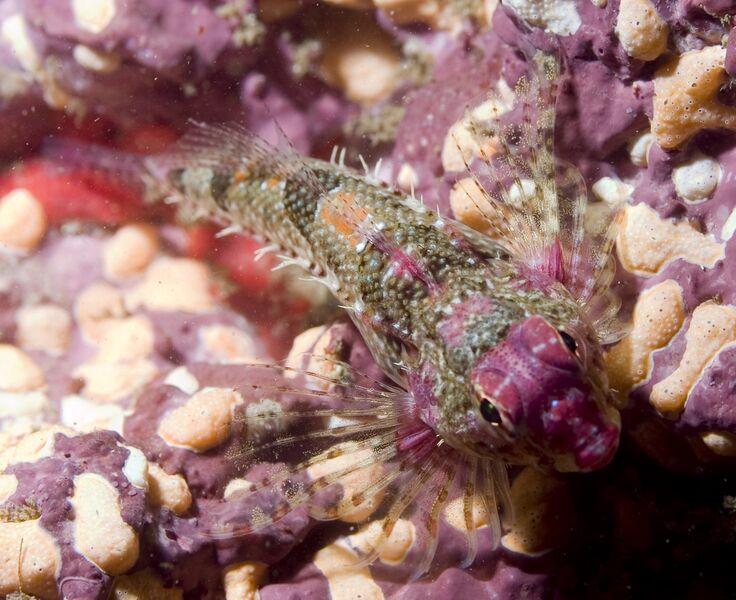 ملف:Orthonopias triacis.jpg