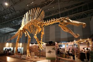 Spinosaurus skeleton.jpg
