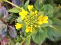 Canola flower