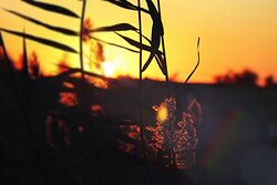 الغروب في المحاويل