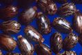 Ricinus communis, seed
