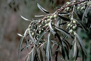 Fruits of Tilia cordata.jpg