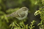 Hume's Warbler - Kazakistan S4E4106 (19261538992).jpg