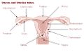 Uterus and uterine tubes.