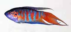 Macropodus opercularis - side (aka) edit.jpg