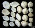Foraminifera of Pag Island, Adriatic Sea -60 m. Field width = 5,5 mm.