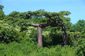 باوباب سواريزي