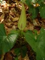 A. orientale