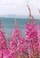 Epilobium angustifolium