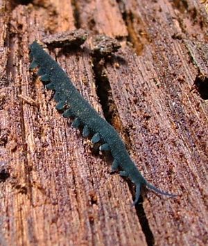 Euperipatoides kanangrensis crop.jpg