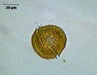 Peridinium willei