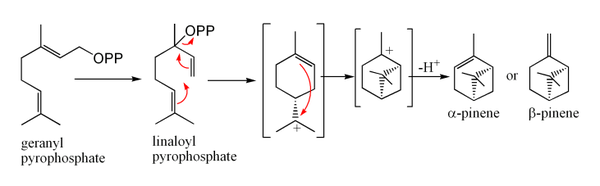 PineneBiosynthesis.png