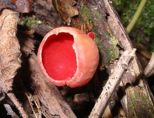 Scarlet elf cap cadnant dingle.jpg