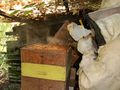 Smoking the hive