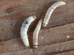 Achroia grisella caterpillars kleine wasmot rupsen (1).jpg