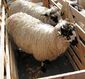 Masham sheep at Masham Sheep Fair 2010.jpg