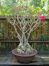 Cultivated bonsai specimen with picturesquely contorted caudex and roots, Florida