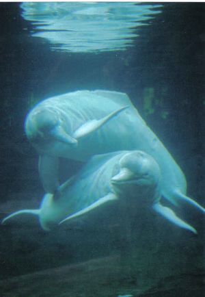 Amazonas Flussdelfin Apure Orinoco Duisburg 01.jpg