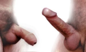 Erection Homme2.jpg