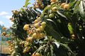 Nespole MG 6604.jpg