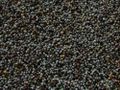Papaver somniferum seeds.