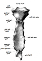 صورة من الخلف لعظم القص