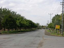Tzofar trees.jpg
