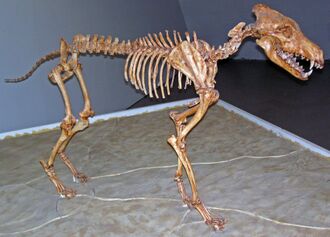 Canis dirus Sternberg Museum.jpg