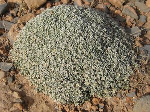 Fredolia-aretioides-Sur-khe.jpg